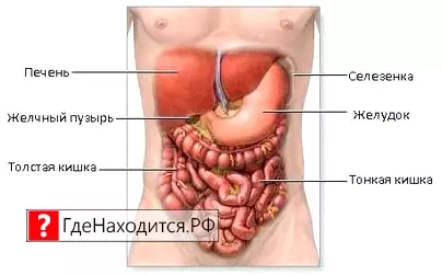 Где Селезенка У Человека Фото